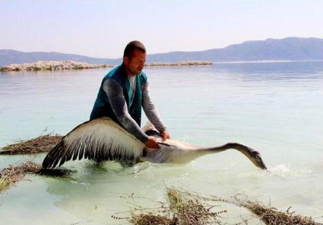 Tedavisi Tamamlanan Tepeli Pelikan Salda G&ouml;l&uuml; ne Bırakıldı 2
