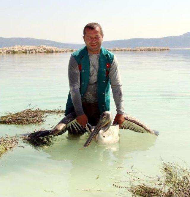 Tedavisi Tamamlanan Tepeli Pelikan Salda G&ouml;l&uuml; ne Bırakıldı 3