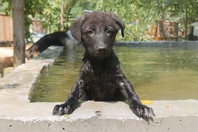 700 Köpeği İçin Havuz Yaptırdı