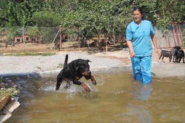 700 Köpeği İçin Havuz Yaptırdı