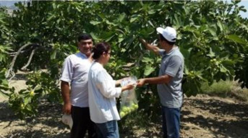 Aydın&rsquo;da İncir Bah&ccedil;elerinde Pestisid Kontrol&uuml; Yapıldı