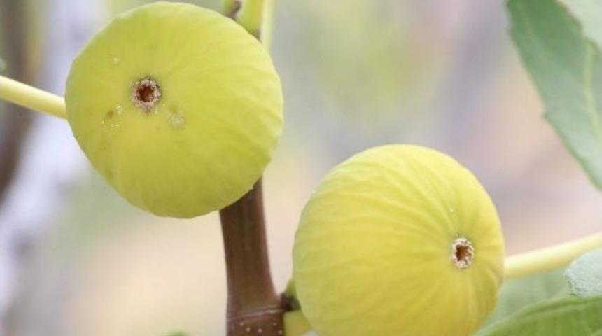 &Ccedil;ift&ccedil;i İncirde Koruma İstiyor