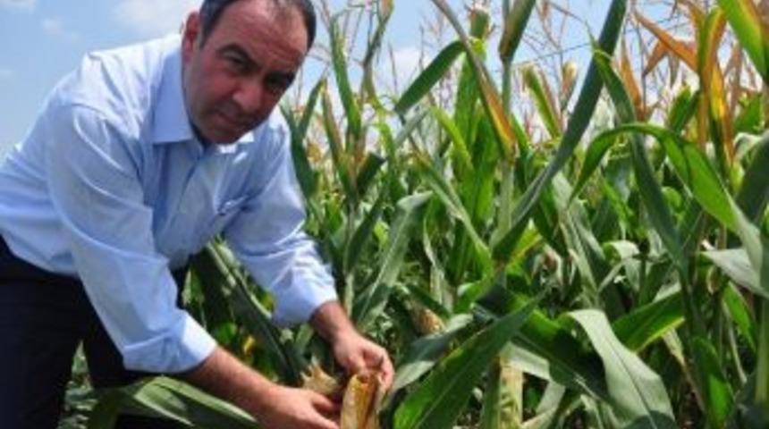 T&uuml;mer: &ldquo;mısır Taban Fiyatı A&ccedil;ıklanmalı&rdquo;