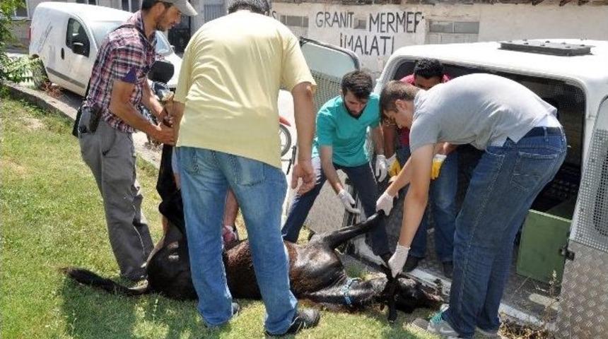 Bursa&rsquo;da Demire Saplanan Tay Kurtarılamadı