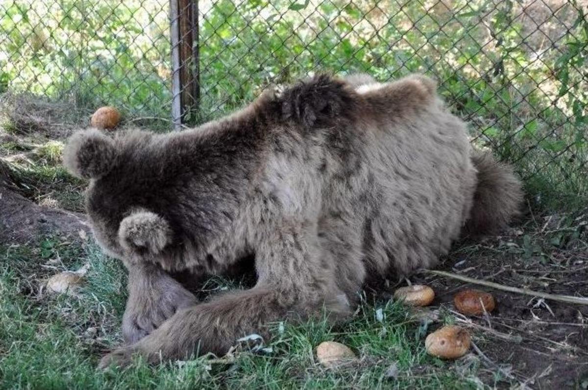 Sivas&rsquo;ta Nesli T&uuml;kenmekte Olan &lsquo;boz Ayı&rsquo; Yaralı Bulundu