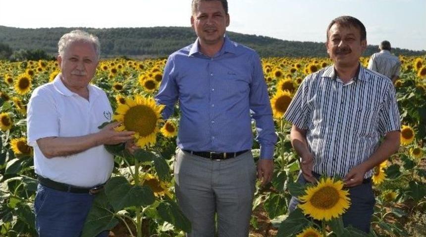 Gıda, Tarım Ve Hayvancılık Bakanlığı Trakya&rsquo;daki Ay&ccedil;i&ccedil;ek Arazilerini İnceledi