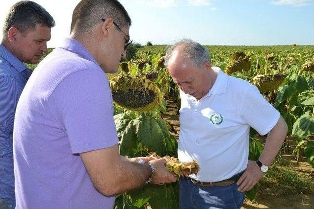 Gıda, Tarım Ve Hayvancılık Bakanlığı Trakya’daki Ayçiçek Arazilerini İnceledi