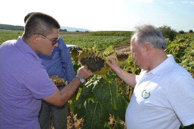 Gıda, Tarım Ve Hayvancılık Bakanlığı Trakya’daki Ayçiçek Arazilerini İnceledi