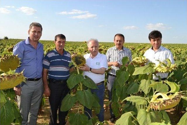 Gıda, Tarım Ve Hayvancılık Bakanlığı Trakya’daki Ayçiçek Arazilerini İnceledi