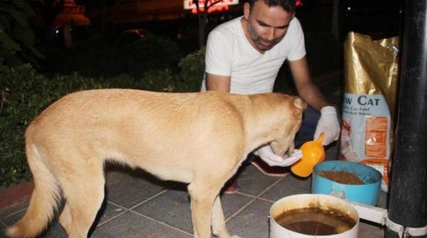 Kedi Ve K&ouml;peklere Havuzda Serinlik