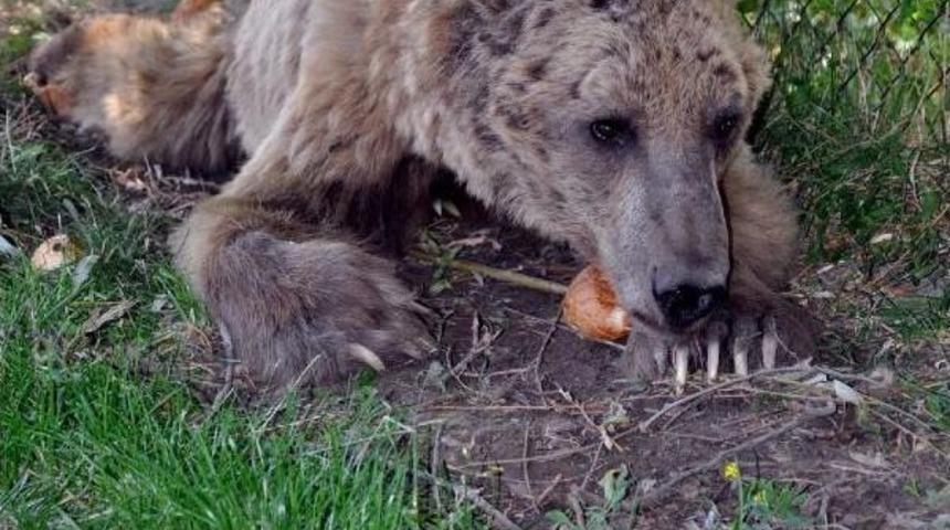 Sivas'ta Silahla Yaralanan Boz Ayı Tedaviye Alındı