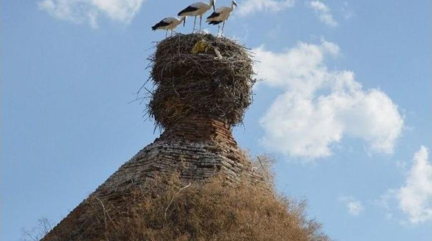 Yarım Asırlık Leylek Yuvası
