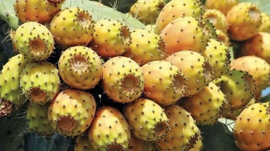 Dikenli İncir Kansere Karşı Koruyucu