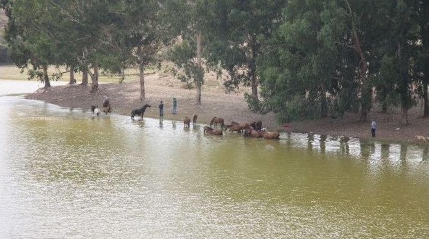 K&ouml;pekler Hortumla, Atlar G&ouml;lde Serinliyor