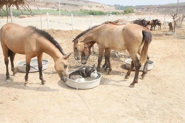 Köpekler Hortumla, Atlar Gölde Serinliyor