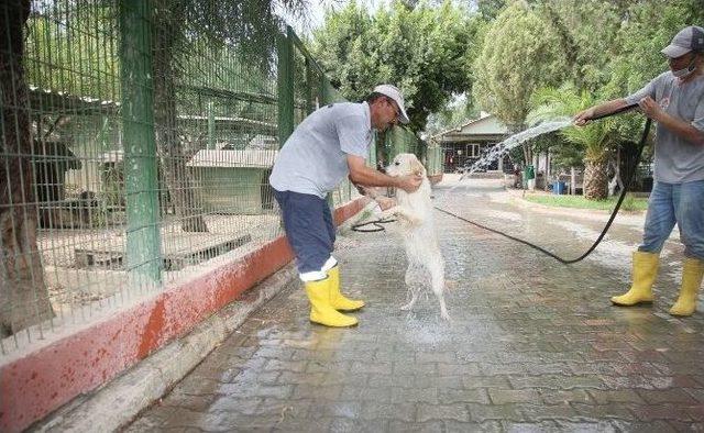 Köpekler Hortumla, Atlar Gölde Serinliyor