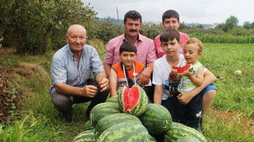 Adana&rsquo;da Tarlada 10 Kuruş Olan Karpuz&rsquo;un Kilosu Trabzon&rsquo;da Tarlada 1,5 Tl