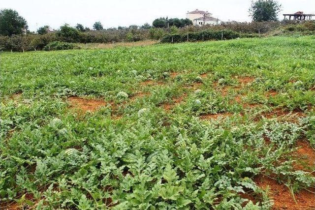 Adana&rsquo;da Tarlada 10 Kuruş Olan Karpuz&rsquo;un Kilosu Trabzon&rsquo;da Tarlada 1,5 Tl 2