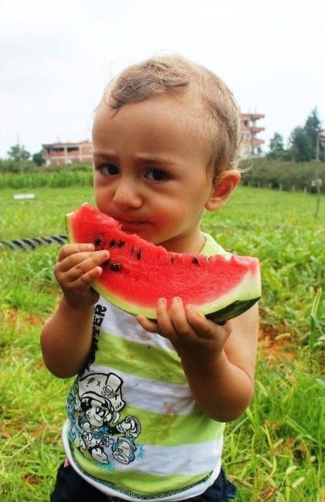 Adana&rsquo;da Tarlada 10 Kuruş Olan Karpuz&rsquo;un Kilosu Trabzon&rsquo;da Tarlada 1,5 Tl 3