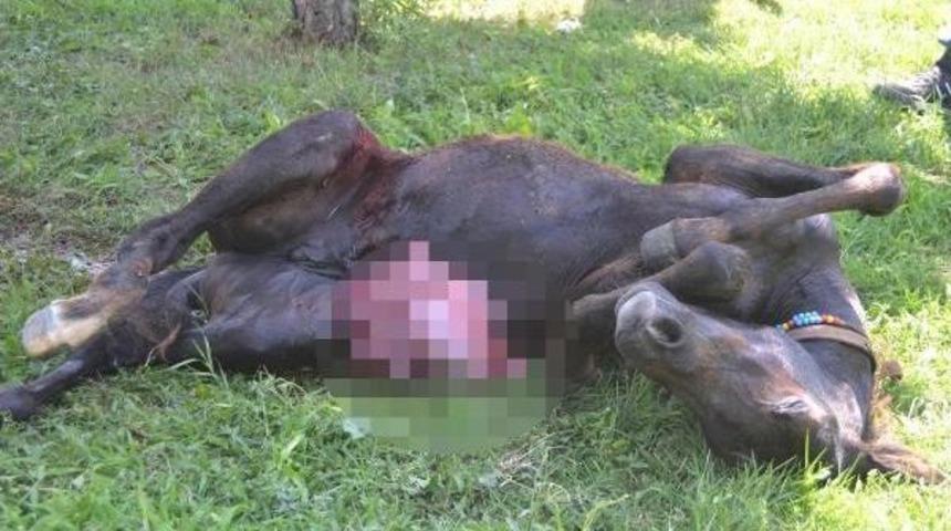 Duvardan Atlamak Isterken Karnı Yarılan Tay Telef Oldu