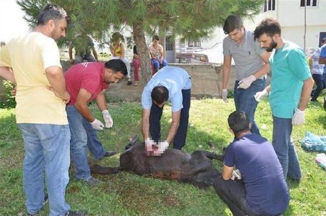 Duvardan Atlamak Isterken Karnı Yarılan Tay Telef Oldu