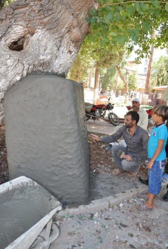 400-Year-Old Mulberry Tree Supported By Concrete Upholder In Turkey’S Gaziantep