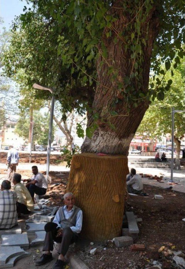 400-Year-Old Mulberry Tree Supported By Concrete Upholder In Turkey’S Gaziantep