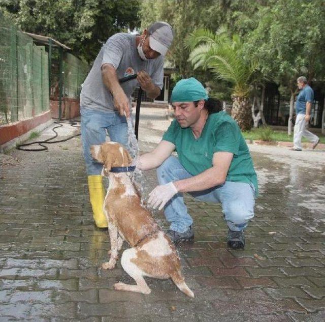 Adana'da Atlar Ve Köpekler Hortumla Serinletiliyor