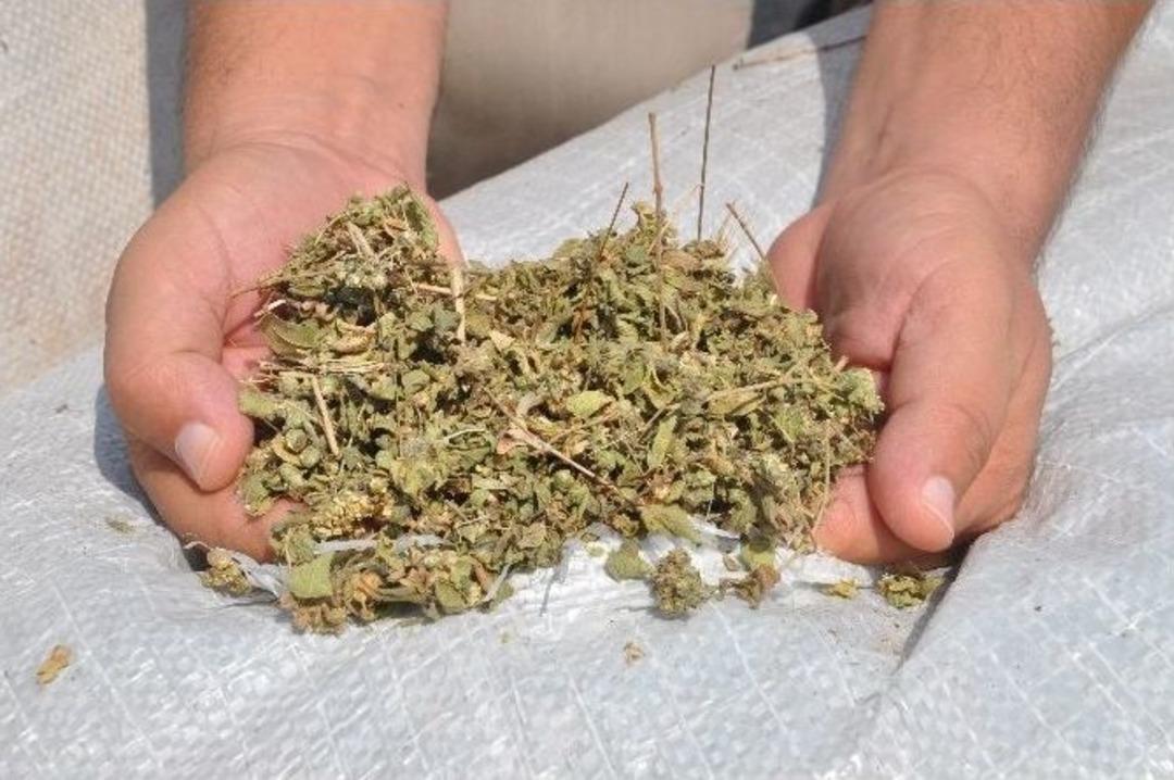 Ortaca&rsquo;da Kekik Ve Ada&ccedil;ayı İhalesi Yapıldı