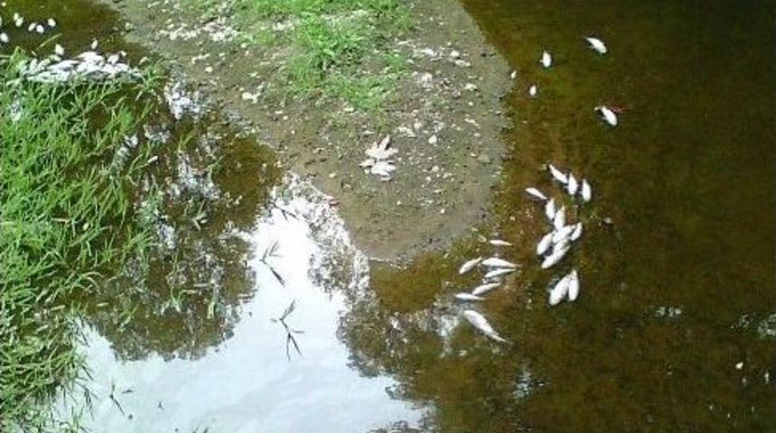 Yalova&rsquo;da Balık &Ouml;l&uuml;mleri