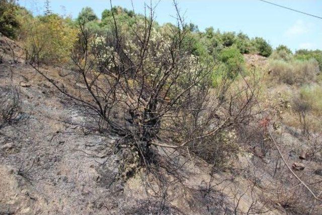 Otluk Alandaki Ateşin Ormana Sıçramasını Helikopter Önledi