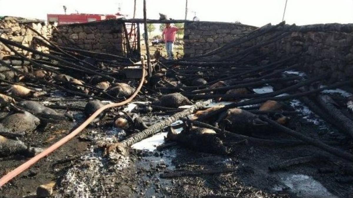 Ahırda &Ccedil;ıkan Yangında 240 Koyun Telef Oldu