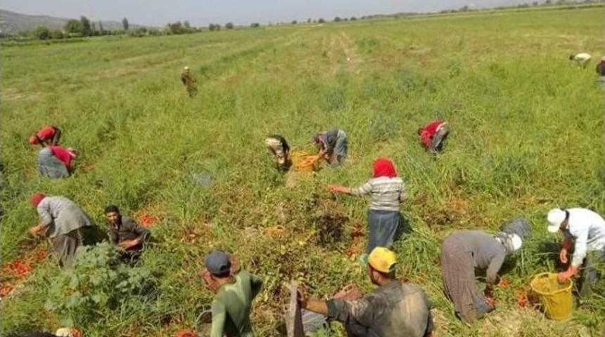 Suriyeliler Aydın&rsquo;da Tarım İş&ccedil;iliğine Y&ouml;neldi