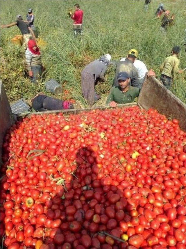 Suriyeliler Aydın’da Tarım İşçiliğine Yöneldi