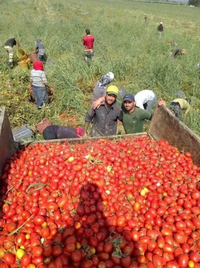 Suriyeliler Aydın’da Tarım İşçiliğine Yöneldi