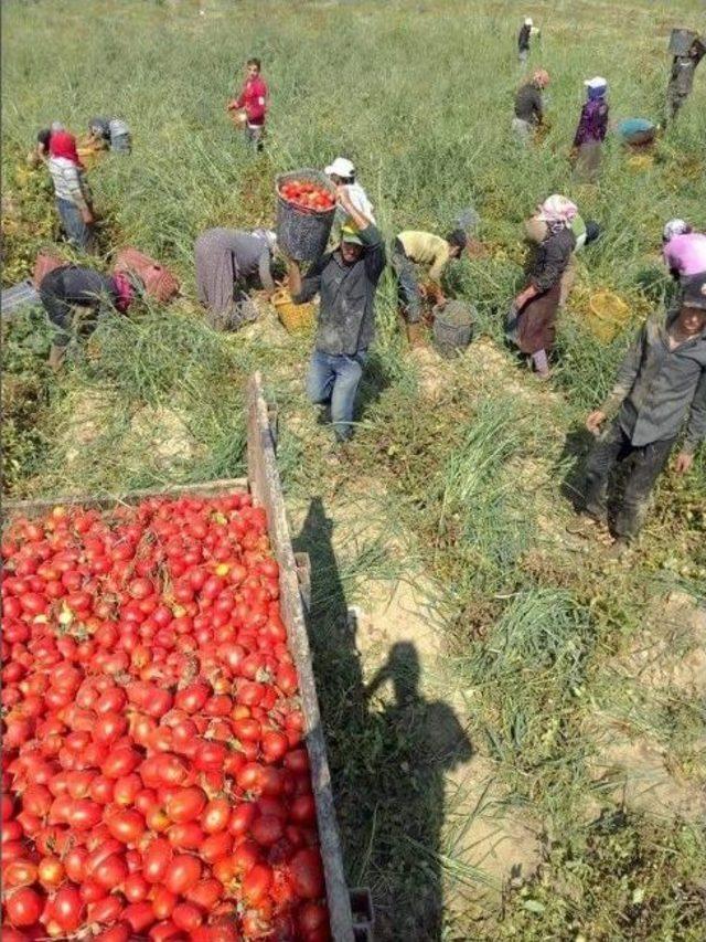 Suriyeliler Aydın’da Tarım İşçiliğine Yöneldi