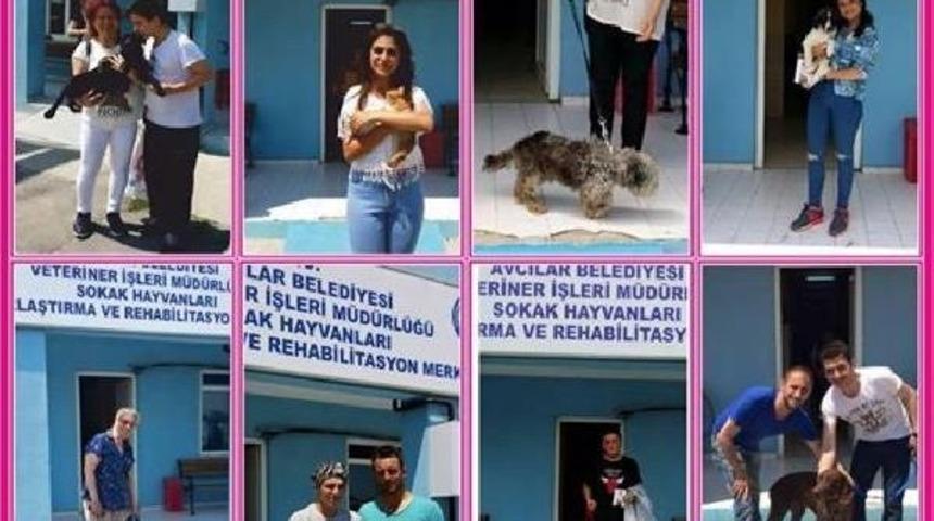 'sevimli Dostları Satın Almayın Sahiplenin' &Ccedil;ağrısı