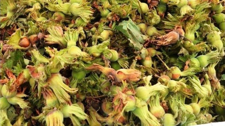 Fındık &Uuml;reticisi Yollarda Tezgah A&ccedil;tı