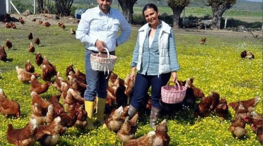 Doğal Ortamda Tavuk &Ccedil;iftliği Kurdular