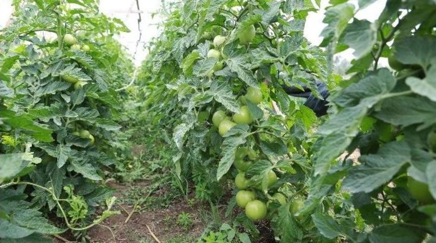 Bolu Ziraat Odası, Bebek Meyve Ormanını Ziyaret Etti