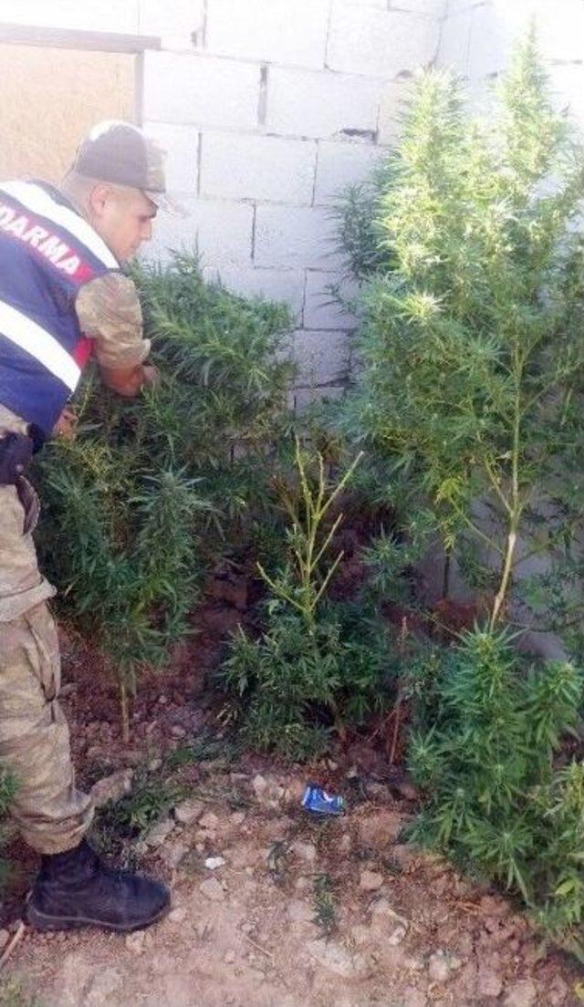 Şanlıurfa&rsquo;da Uyuşturucu Operasyonu 1