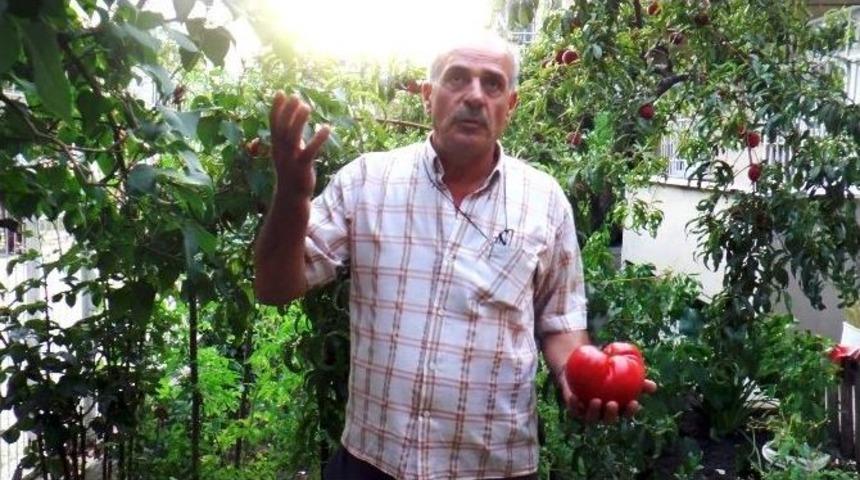(&ouml;zel Haber) Bah&ccedil;esinde 1 Kiloluk Domates Yetiştirdi