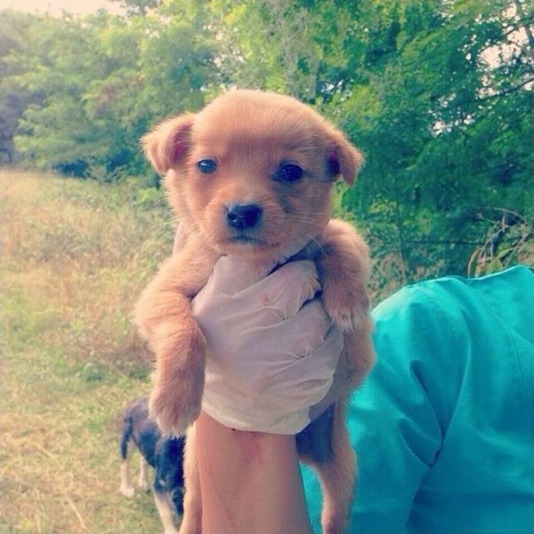 Terk Edilen Yaralı Anne K&ouml;pek Ve Yavrularına Ey&uuml;p Belediyesi Sahip &Ccedil;ıktı