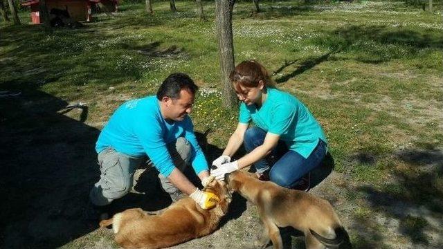 Terk Edilen Yaralı Anne Köpek Ve Yavrularına Eyüp Belediyesi Sahip Çıktı