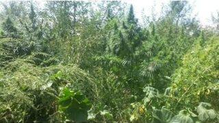 Afyonkarahisar’da 96 Kök Hint Keneviri Ele Geçirildi