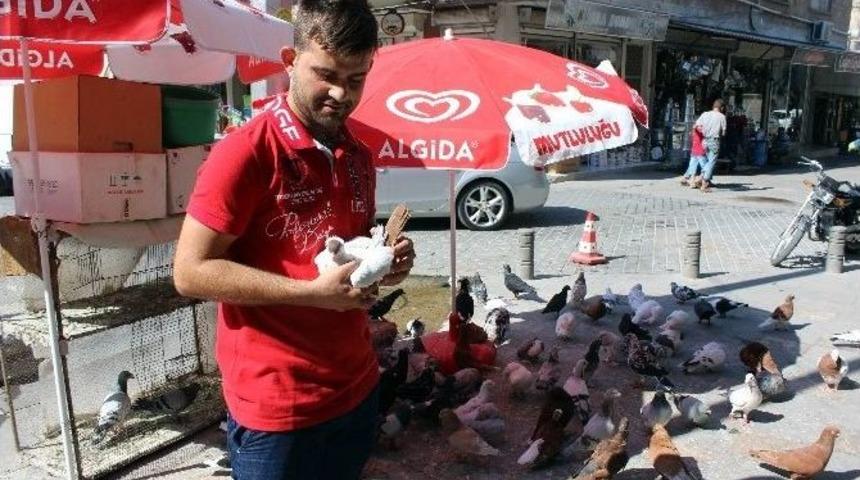 G&uuml;vercin Yetiştiriciliğine Rağbet Artıyor