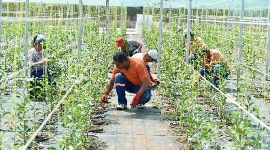 Muratpaşa Belediyesi 12 Bin Turun&ccedil; Fidanı Dikecek