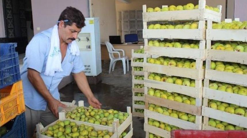 Aydın İnciri İstanbul Ve Avrupa Yolculuğuna Başladı