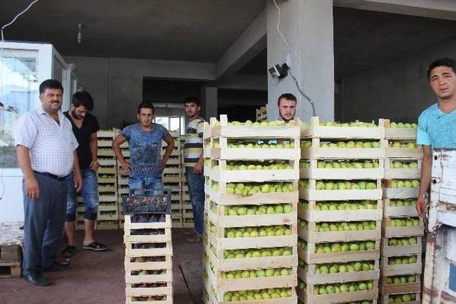 Aydın İnciri İstanbul Ve Avrupa Yolculuğuna Başladı