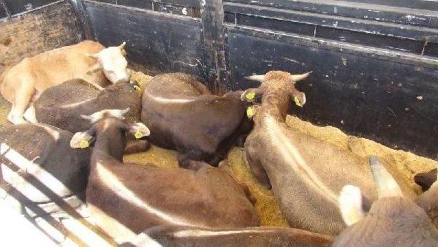 Kurban Sevkiyatında  ter&ouml;r  Korkusu 1